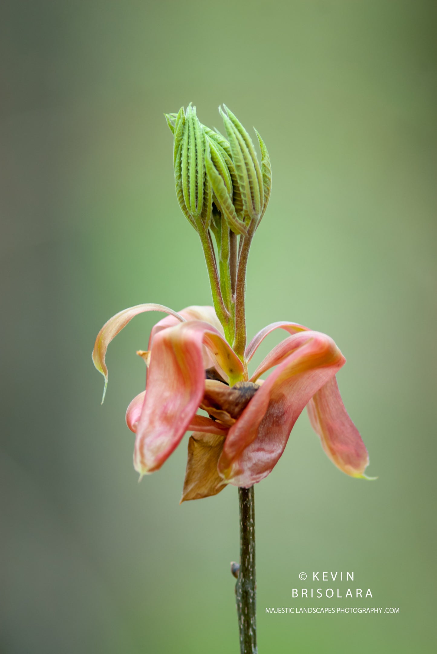 SPRING OPENING IN THE FOREST