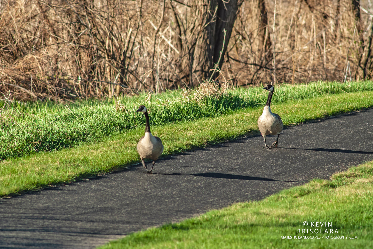 ENJOYING AN EARLY MORNING WALK IN THE SPRING