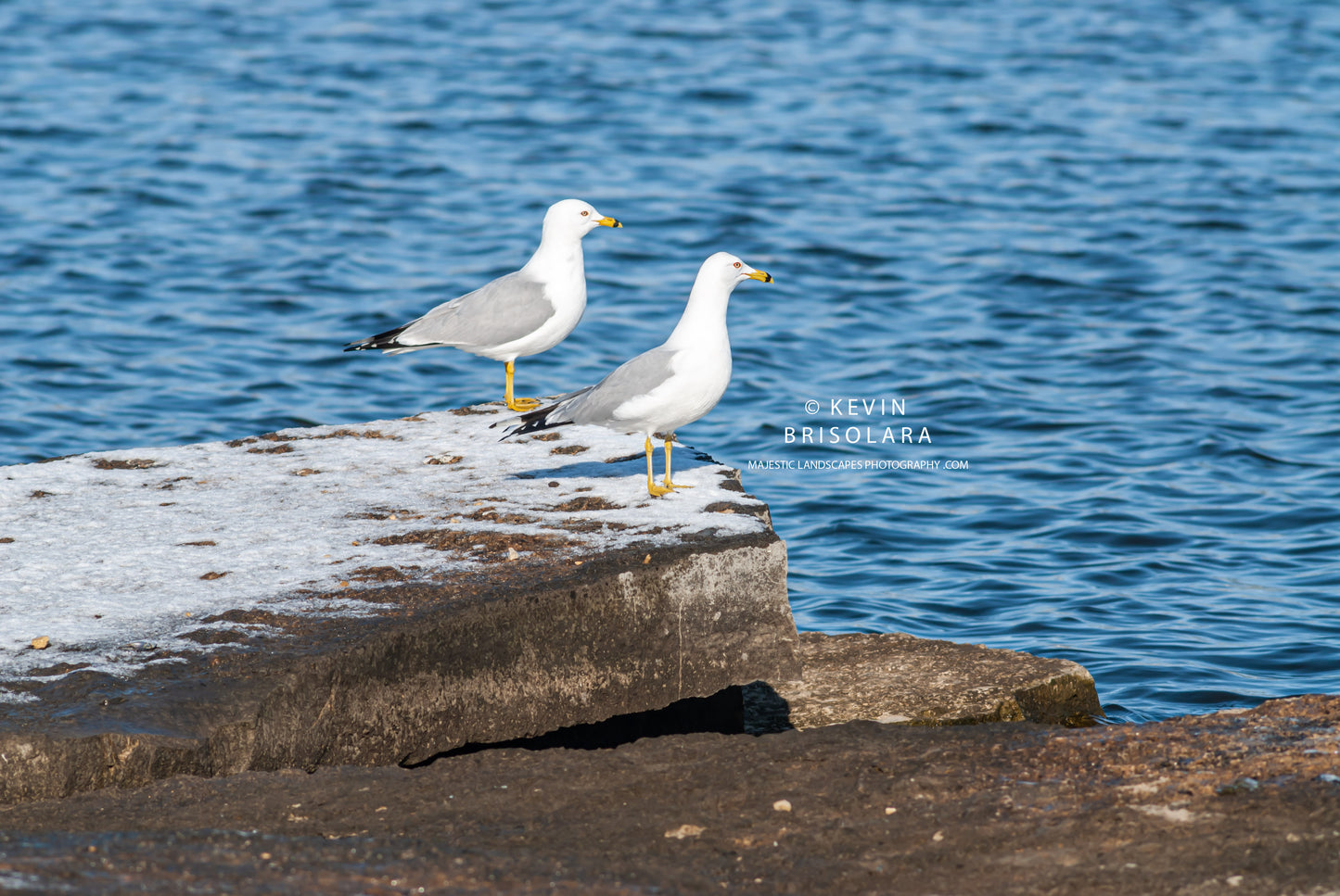 RING-BILLED GULLS