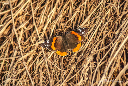 TAKING IN THE WARMTH OF THE SUN