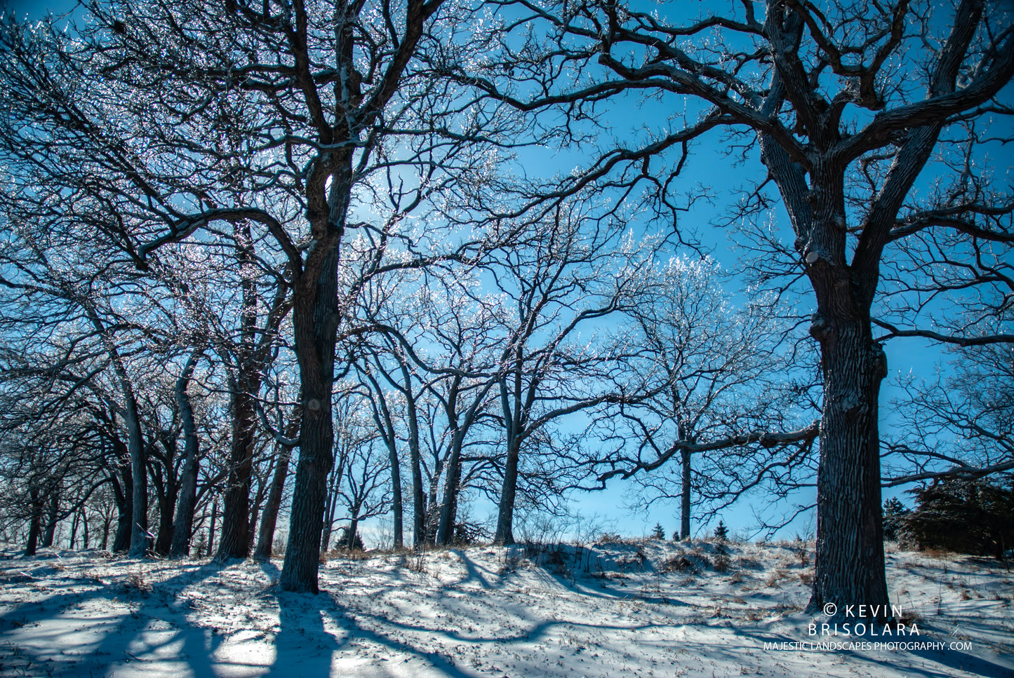 GLISTENING OF OAK TREES IN THE AFTERNOON SUNLIGHT