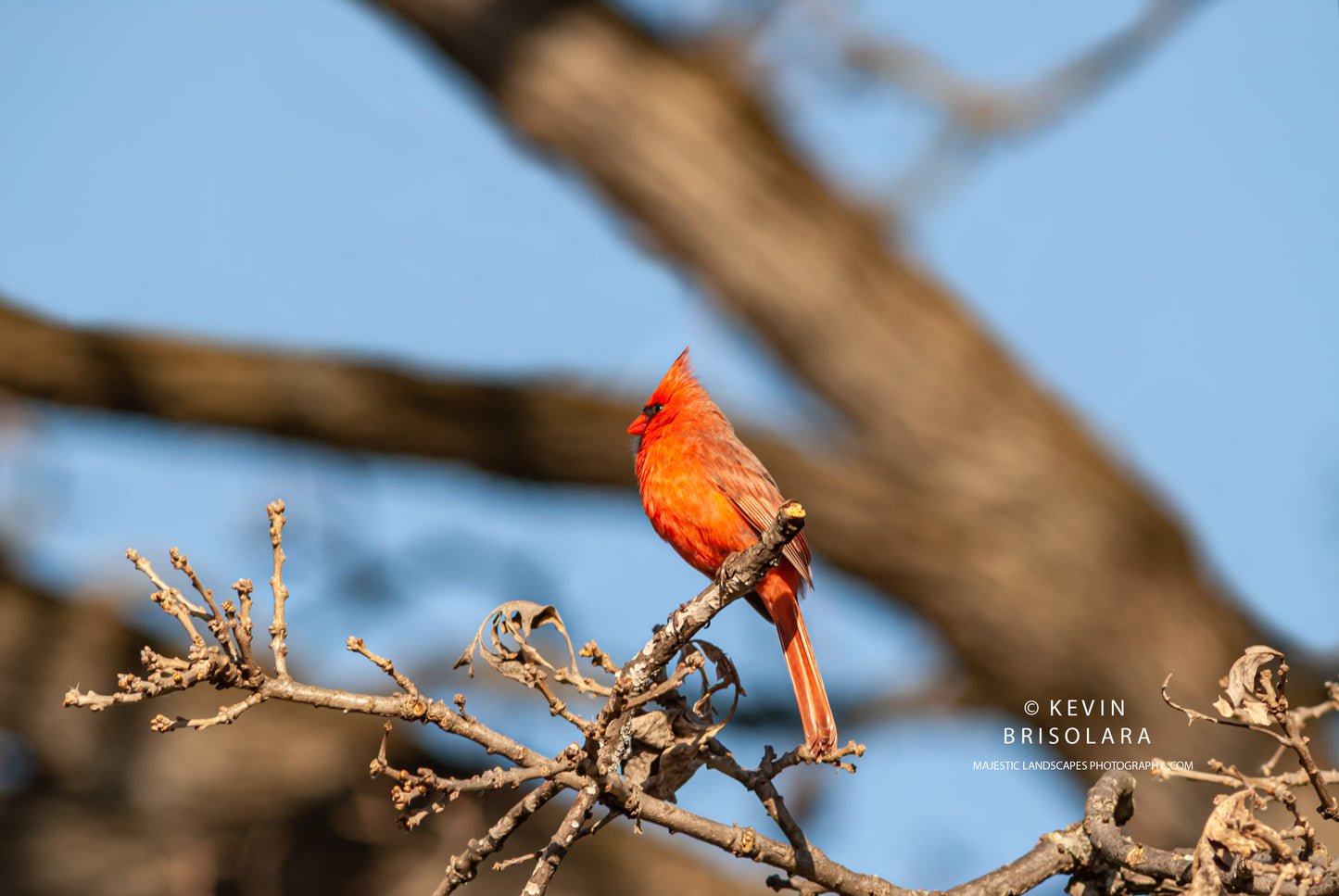 NORTHERN CARDINAL