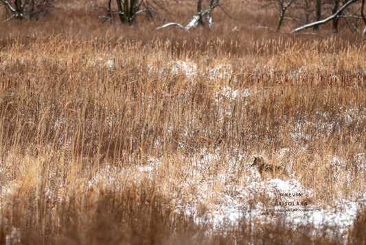 THE GHOST DOG OF THE PRAIRIE