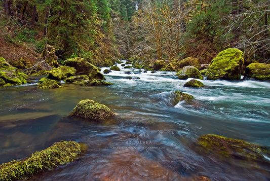 NOTE CARDS 210_600  LAYING CREEK, UMPQUAN NATIONAL FOREST