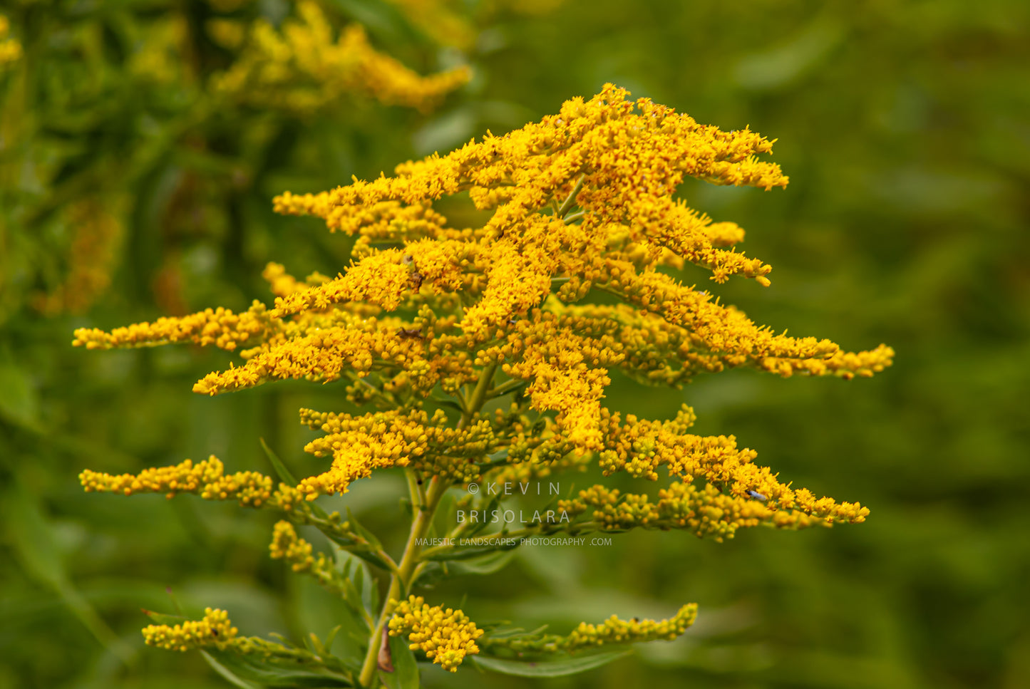 NOTE CARDS 418_707  GOLDENROD, WILDFLOWER PARK