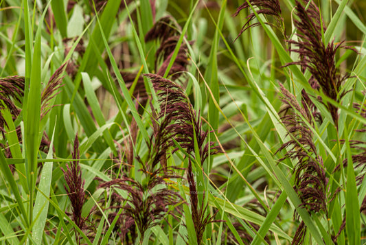 NOTE CARDS 418_752  GIANT REED, WILDFLOWER PARK