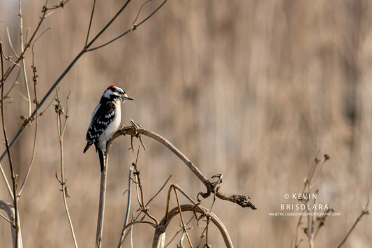 DOWNY WOODPECKER