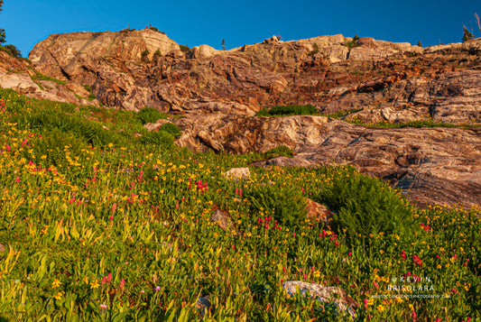 NOTE CARDS 188_256  WILDFLOWERS, ROCKY MOUNTAIN NATIONAL PARK