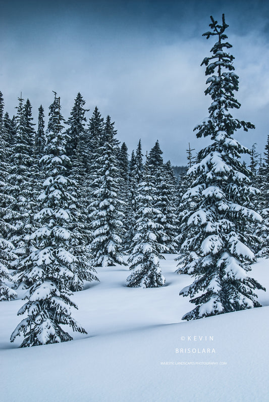 A WINTER SCENE IN SPRING