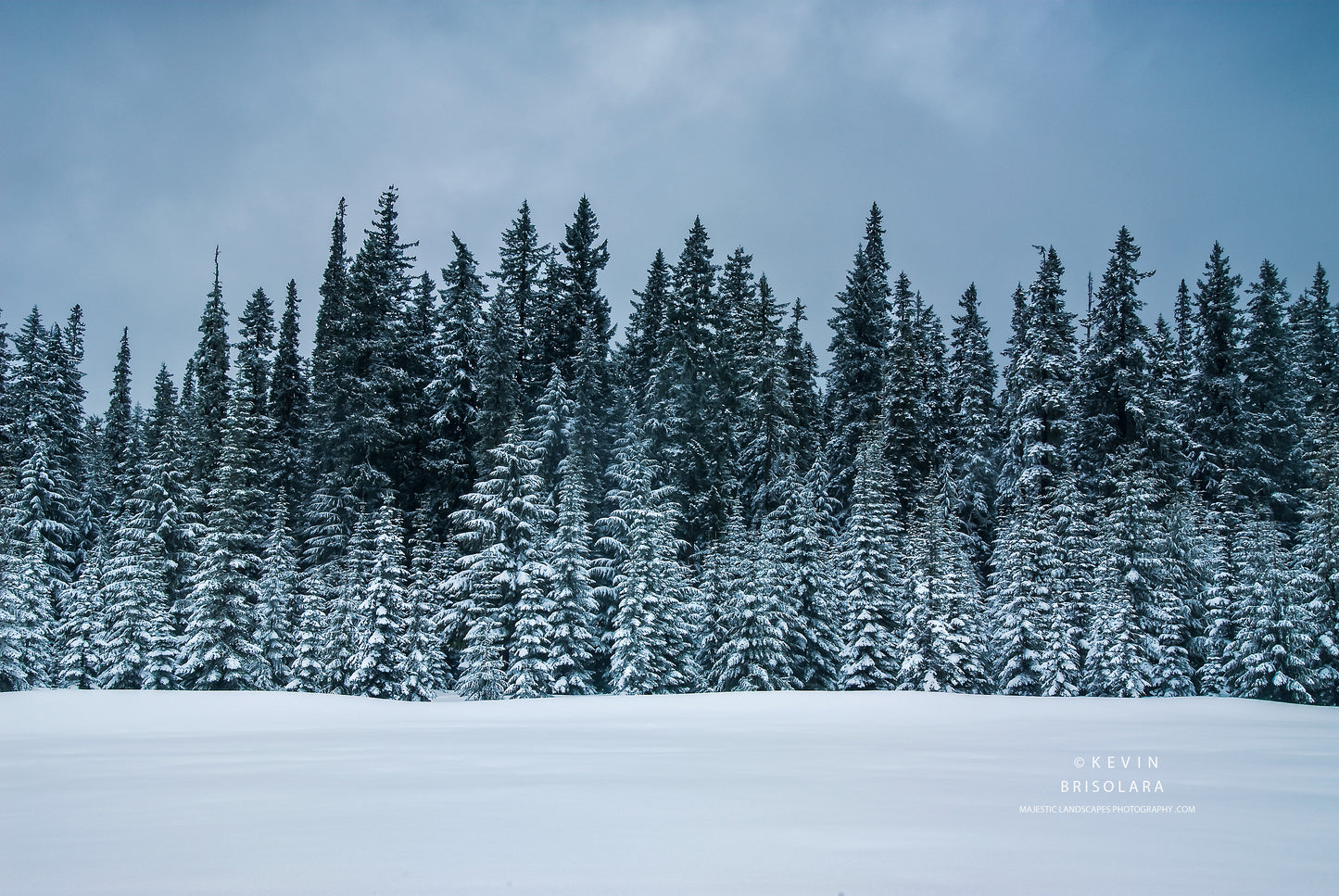 WILLAMETTE SNOW COVERED FIRS