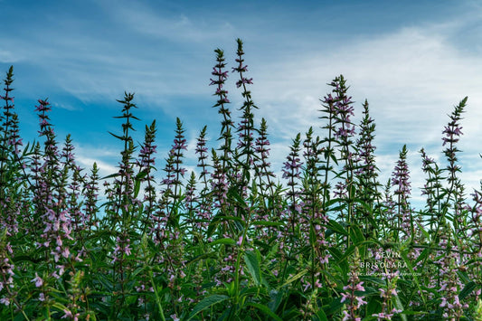 A COLORFUL MORNING FROM THE PRAIRIE