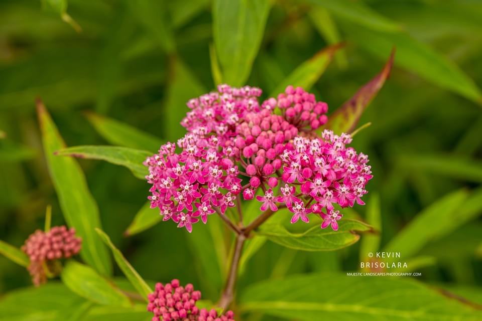 COLORS FROM A WETLAND PRAIRIE