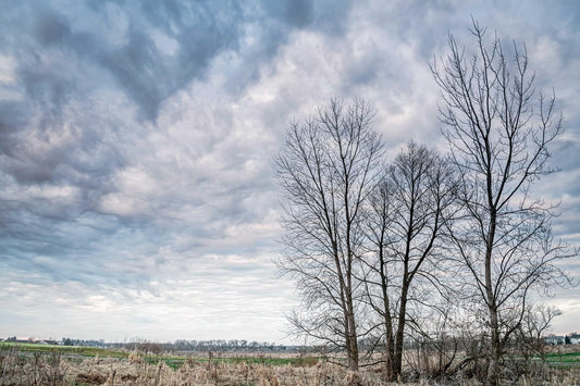 TREES OF THE PRAIRIE