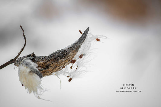 WINTER MILKWEED SEEDS